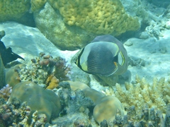 Chaetodon reticulatus