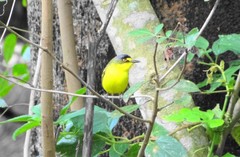 Todirostrum poliocephalum