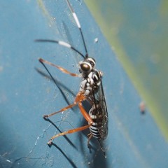 Lymeon orbus