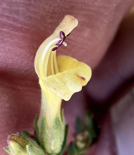 Image of Keckiella rothrockii by (c) Steve Matson, some rights reserved (CC BY)