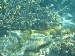 Monotaxis heterodon