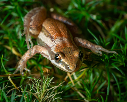 Boreal Chorus Frog photographed in Iowa
