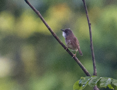 Prinia hodgsonii