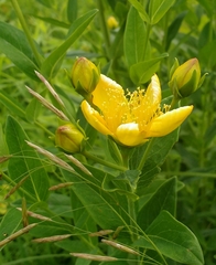 Hypericum ascyron