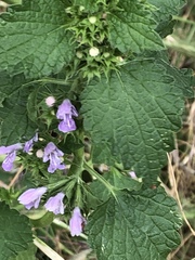 Ballota nigra