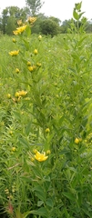 Hypericum ascyron