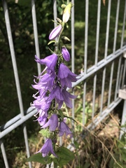 Campanula rapunculoides