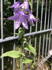 Campanula rapunculoides