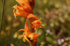 Dichromanthus aurantiacus