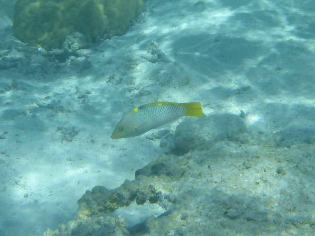 Checkerboard Wrasse