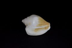 Laevistrombus canarium