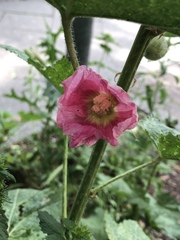 Alcea rosea