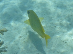 Siganus corallinus