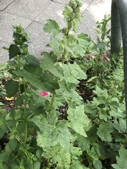 Alcea rosea