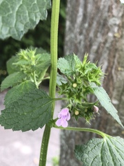 Ballota nigra