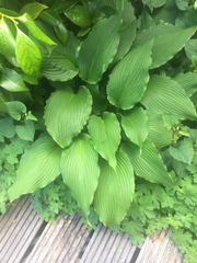 Hosta