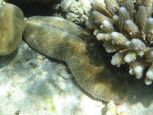 Ctenactis crassa