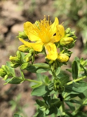 Hypericum perforatum