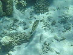 Lutjanus decussatus
