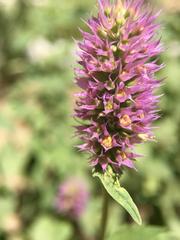 Agastache urticifolia