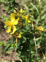 Hypericum perforatum