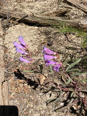 Penstemon