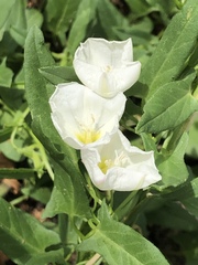 Convolvulus arvensis