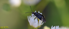 Deraeocoris ater