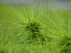 Spinifex littoreus