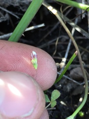Trifolium variegatum geminiflorum