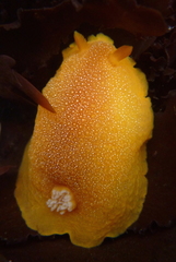 Doriopsilla albopunctata