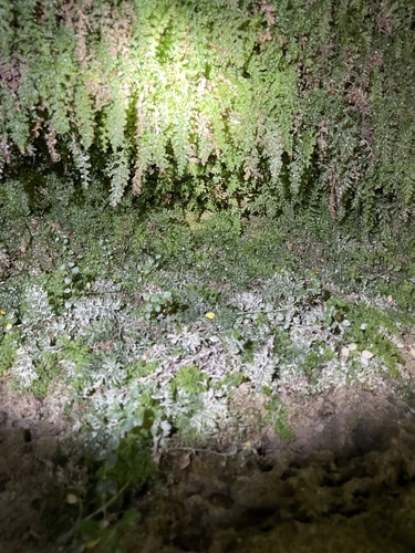 Image of Vandenboschia boschiana by (c) Dylan Shaw, some rights reserved (CC BY)