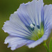 Common Flax - Photo no rights reserved, uploaded by 葉子