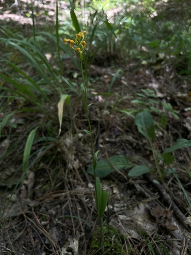Image of Platanthera cristata by (c) Dylan Shaw, some rights reserved (CC BY)