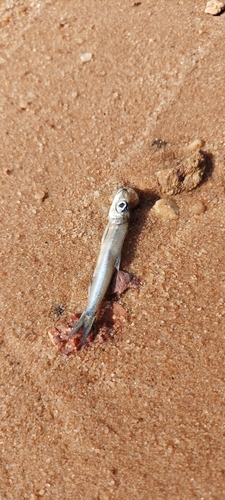 Lake Tanganyika Sardine