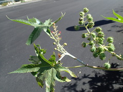 Ricinus communis