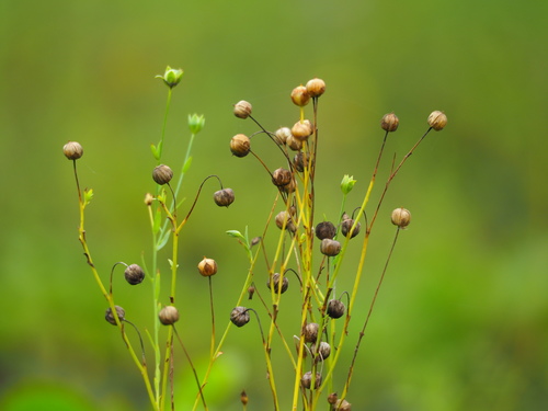 Linum usitatissimum