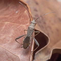 Riptortus linearis