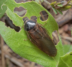 Pycnoscelus indicus