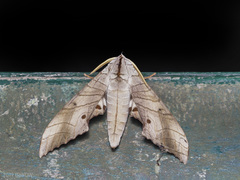 Marumba sperchius