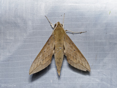 Theretra boisduvalii