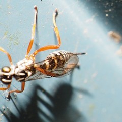 Lymeon orbus