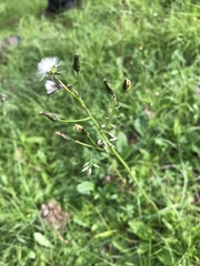 Crepis praemorsa