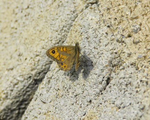 Wall Brown