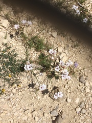 Linoideae