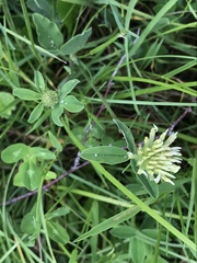Trifolium ochroleucon