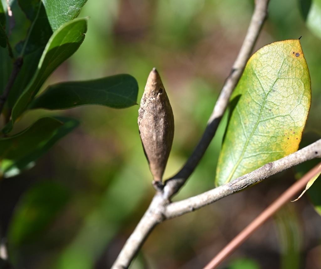 Amphibolips spinosa