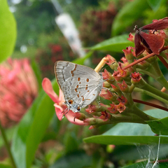 Tmolus echion echiolus