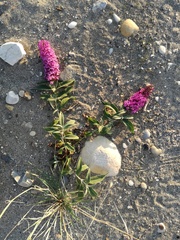 Buddleja davidii