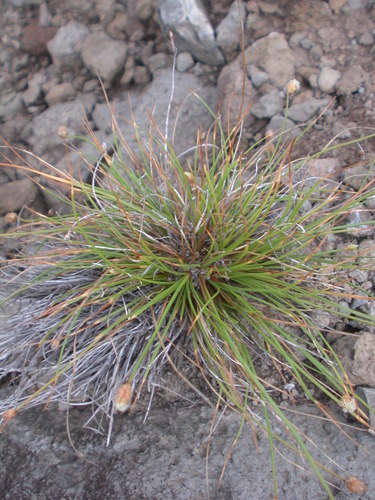 Fimbristylis juncea in life